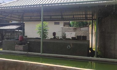 KANDANG AYAM 5000 EKOR DAN KEBUN DI LINGSAR