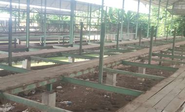 KANDANG AYAM 5000 EKOR DAN KEBUN DI LINGSAR