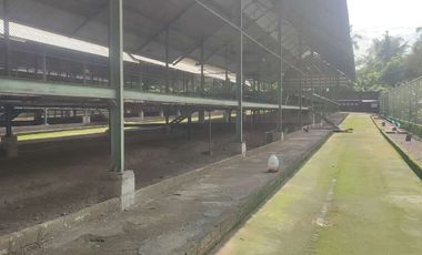 KANDANG AYAM 5000 EKOR DAN KEBUN DI LINGSAR