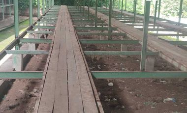 KANDANG AYAM 5000 EKOR DAN KEBUN DI LINGSAR