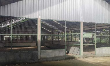 KANDANG AYAM 5000 EKOR DAN KEBUN DI LINGSAR