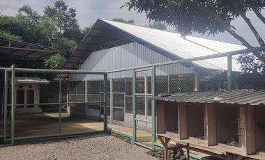 KANDANG AYAM 5000 EKOR DAN KEBUN DI LINGSAR