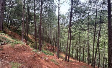 OCHO HECTAREAS DE TERRENO CON ARBOLES DE AGUACATE PRODUCIENDO