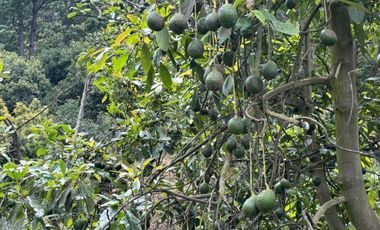 OCHO HECTAREAS DE TERRENO CON ARBOLES DE AGUACATE PRODUCIENDO