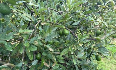 OCHO HECTAREAS DE TERRENO CON ARBOLES DE AGUACATE PRODUCIENDO