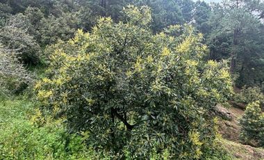OCHO HECTAREAS DE TERRENO CON ARBOLES DE AGUACATE PRODUCIENDO
