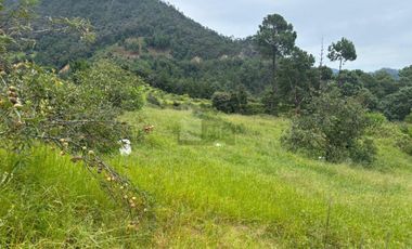 OCHO HECTAREAS DE TERRENO CON ARBOLES DE AGUACATE PRODUCIENDO