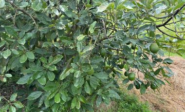 OCHO HECTAREAS DE TERRENO CON ARBOLES DE AGUACATE PRODUCIENDO