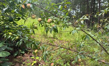 OCHO HECTAREAS DE TERRENO CON ARBOLES DE AGUACATE PRODUCIENDO