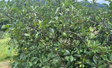 OCHO HECTAREAS DE TERRENO CON ARBOLES DE AGUACATE PRODUCIENDO