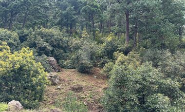 OCHO HECTAREAS DE TERRENO CON ARBOLES DE AGUACATE PRODUCIENDO