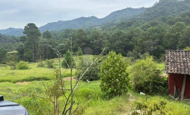 OCHO HECTAREAS DE TERRENO CON ARBOLES DE AGUACATE PRODUCIENDO