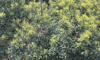 OCHO HECTAREAS DE TERRENO CON ARBOLES DE AGUACATE PRODUCIENDO