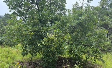 OCHO HECTAREAS DE TERRENO CON ARBOLES DE AGUACATE PRODUCIENDO