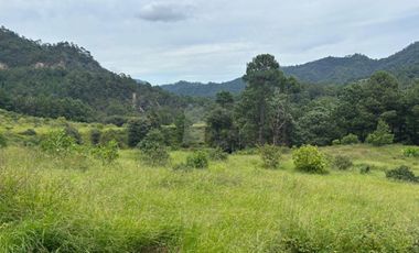 OCHO HECTAREAS DE TERRENO CON ARBOLES DE AGUACATE PRODUCIENDO