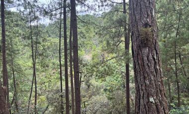 OCHO HECTAREAS DE TERRENO CON ARBOLES DE AGUACATE PRODUCIENDO