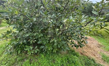 OCHO HECTAREAS DE TERRENO CON ARBOLES DE AGUACATE PRODUCIENDO
