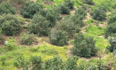OCHO HECTAREAS DE TERRENO CON ARBOLES DE AGUACATE PRODUCIENDO