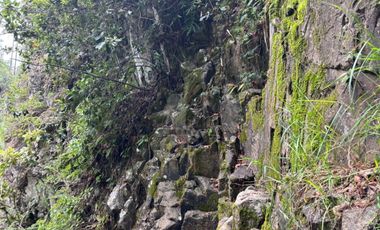 OCHO HECTAREAS DE TERRENO CON ARBOLES DE AGUACATE PRODUCIENDO