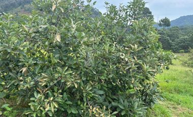 OCHO HECTAREAS DE TERRENO CON ARBOLES DE AGUACATE PRODUCIENDO