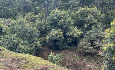 OCHO HECTAREAS DE TERRENO CON ARBOLES DE AGUACATE PRODUCIENDO