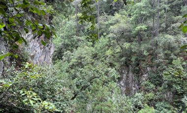 OCHO HECTAREAS DE TERRENO CON ARBOLES DE AGUACATE PRODUCIENDO