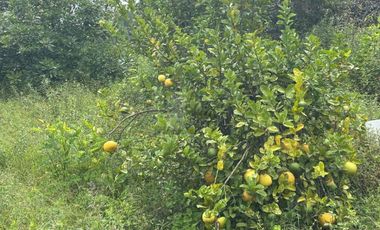 OCHO HECTAREAS DE TERRENO CON ARBOLES DE AGUACATE PRODUCIENDO