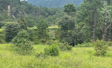 OCHO HECTAREAS DE TERRENO CON ARBOLES DE AGUACATE PRODUCIENDO