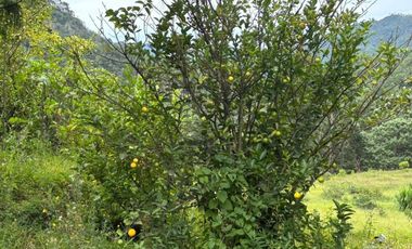 OCHO HECTAREAS DE TERRENO CON ARBOLES DE AGUACATE PRODUCIENDO