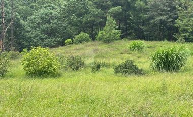 OCHO HECTAREAS DE TERRENO CON ARBOLES DE AGUACATE PRODUCIENDO