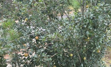 OCHO HECTAREAS DE TERRENO CON ARBOLES DE AGUACATE PRODUCIENDO
