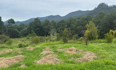 OCHO HECTAREAS DE TERRENO CON ARBOLES DE AGUACATE PRODUCIENDO
