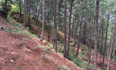OCHO HECTAREAS DE TERRENO CON ARBOLES DE AGUACATE PRODUCIENDO
