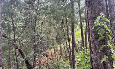 OCHO HECTAREAS DE TERRENO CON ARBOLES DE AGUACATE PRODUCIENDO