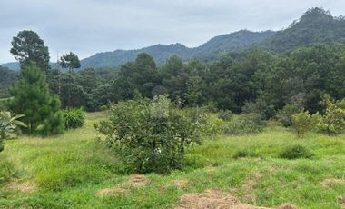 OCHO HECTAREAS DE TERRENO CON ARBOLES DE AGUACATE PRODUCIENDO