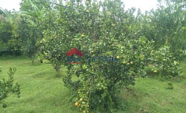 Dijual Tanah Kebun Alpukat dan Jeruk di Ngronggot Kab Nganjuk