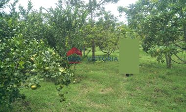 Dijual Tanah Kebun Alpukat dan Jeruk di Ngronggot Kab Nganjuk