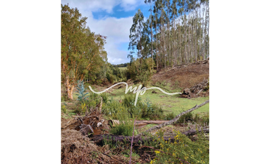 PARCELA DE 2,4 HECTÁREAS SECTOR EL PEÑOL, LOS LAGOS