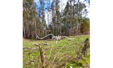 PARCELA DE 2,4 HECTÁREAS SECTOR EL PEÑOL, LOS LAGOS