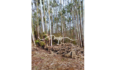 PARCELA DE 2,4 HECTÁREAS SECTOR EL PEÑOL, LOS LAGOS