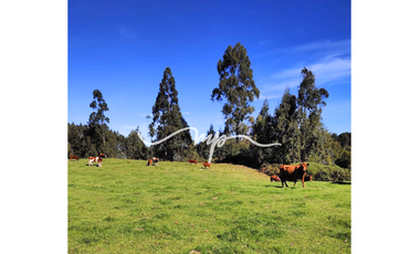 PARCELA DE 2,4 HECTÁREAS SECTOR EL PEÑOL, LOS LAGOS