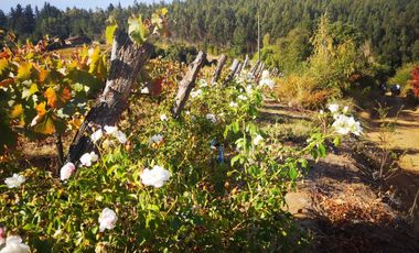 Casa en venta en CHILLÁN