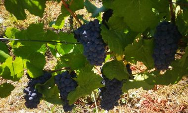 Casa en venta en CHILLÁN