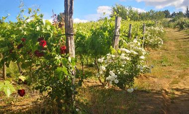 Casa en venta en CHILLÁN