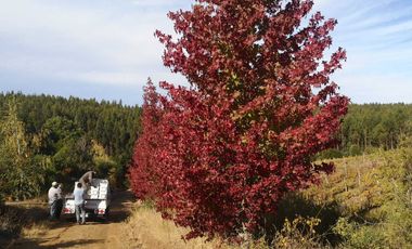 Casa en venta en CHILLÁN