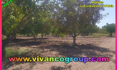 Se vende Chacra 20 has. con producción de nueces en Catriel,ProvinciadeRío Negro, norte de la Patagonia, Argentina.