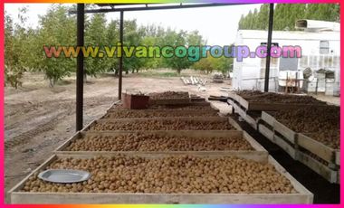 Se vende Chacra 20 has. con producción de nueces en Catriel,ProvinciadeRío Negro, norte de la Patagonia, Argentina.