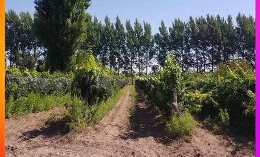 Se vende Chacra 20 has. con producción de nueces en Catriel,ProvinciadeRío Negro, norte de la Patagonia, Argentina.