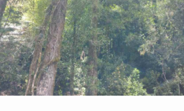 Terreno Construccion  en Venta en Namoncahue