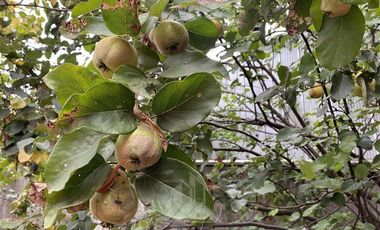 Casa en Arriendo en COD38703 Parque Costanera II